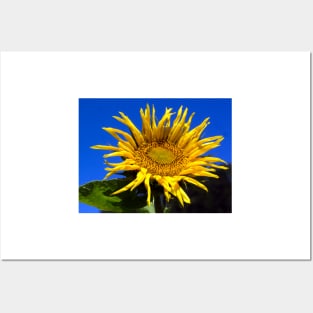 alb sunflower Posters and Art